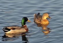 Lý giải nằm mơ thấy vịt lành hay dữ – Đánh số nào phát tài