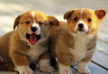 Mơ thấy con chó là điềm lành hay xui và đánh số nào chuẩn? Mơ thấy con chó là điềm lành hay xui