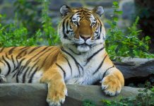 Mơ thấy con hổ có phải là điềm xấu và đánh số nào chuẩn? Mơ thấy con hổ có phải là điềm xấu và đánh số nào chuẩn?