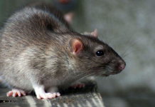 Điềm báo gì khi mơ thấy con chuột – Con số may mắn Điềm báo gì khi mơ thấy con chuột - Con số may mắn