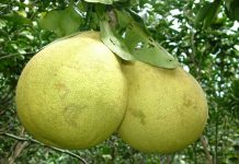 Giải mã giấc mơ thấy quả bưởi – Đánh số gì chính xác nhất? Giải mã giấc mơ thấy quả bưởi