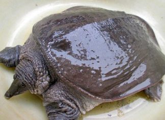 Mơ thấy baba nên nhanh tay ghi đề cá cược? mơ thấy baba