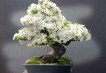 Mơ thấy cây cảnh có nên đặt cược vào số đề? mơ thấy cây cảnh