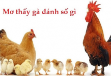 Mơ thấy con gà nên đánh số nào và ý nghĩa giấc mơ đó mơ thấy con gà đánh số gì