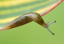 Nằm mơ thấy ốc đánh con gì trúng lớn? Giải mã giấc mộng! mơ thấy ốc đánh con gì