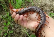 Mơ thấy con rết, đánh đề ghi lô có được không? mơ thấy rết