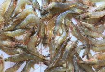 Nằm mơ thấy tôm tép lô đề may mắn là gì? Giải mã giấc mơ! mơ thấy tôm tép đánh lô đề gì