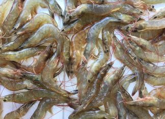 Nằm mơ thấy tôm tép lô đề may mắn là gì? Giải mã giấc mơ! mơ thấy tôm tép đánh lô đề gì