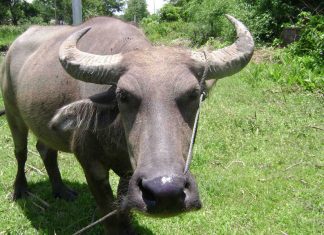 Nằm mơ thấy trâu đánh con gì nhanh giàu? Giải mã điềm báo giấc mơ! mơ thấy trâu đánh con gì