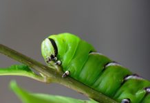 Nằm mơ thấy sâu đánh con gì trúng liền? Bí ẩn giấc mộng thấy sâu? nằm mơ thây sâu