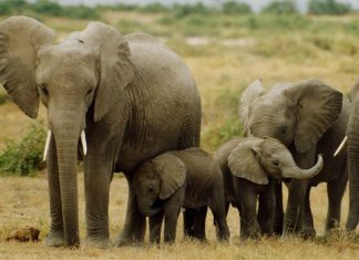 Nằm mơ thấy voi lô đề may mắn là gì? Ý nghĩa điềm báo giấc mơ? mơ thấy voi đánh lô đề gì