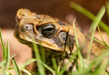 Mơ thấy cóc vàng nên đánh con nào để mang tài lộc về nhà? Nằm mơ thấy con cóc là điềm báo gì?