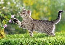 Mơ thấy con mèo điềm báo tốt hay xấu? Con số may mắn ẩn trong mơ? mơ thấy mèo