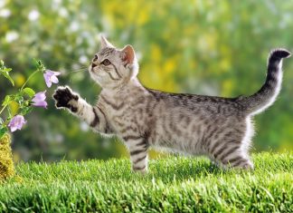 Mơ thấy con mèo điềm báo tốt hay xấu? Con số may mắn ẩn trong mơ? mơ thấy mèo