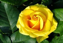 Giải mã giấc mơ thấy hoa màu vàng là điềm báo gì? Nằm mơ thấy hoa màu vàng là điềm báo gì?