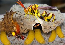 Nằm mơ thấy tò vò làm tổ trong nhà là tốt hay xấu? mơ thấy tò vò