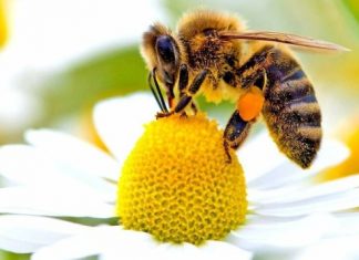 Nằm mơ thấy con ong là điềm gì? Đánh con gì ăn chắc? Nằm mơ thấy con ong là điềm gì? Đánh con gì ăn chắc?