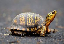 Mơ thấy con rùa là điềm lành hay dữ – Đánh số nào chuẩn nhất? mơ thấy con rùa