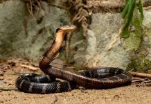 Nếu đi đường gặp rắn đánh số gì ăn chắc để kiếm nhiều tiền? Nằm mơ đi đường gặp rắn là điềm báo gì?