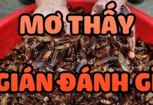 Mơ thấy gián mang đến điềm báo gì? Đánh con gì ăn chắc? mơ thấy gián đánh con gì
