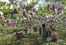 Giải mã giấc mơ thấy trái cây- Đâu là con số may mắn? Mơ thấy vườn trái cây