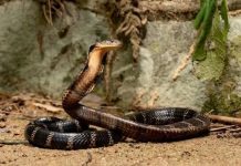 Ngủ mơ thấy rắn đuổi đánh đề con gì chuẩn nhất? con rắn