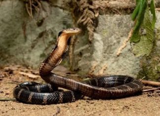 Ngủ mơ thấy rắn đuổi đánh đề con gì chuẩn nhất? con rắn