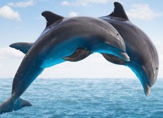 Mơ thấy cá heo điềm báo gì, thử vận may với số nào? mơ thấy cá heo