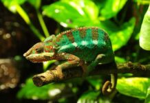 Tắc kè số mấy – Mơ thấy tắc kè là điềm báo gì? Tắc kè số mấy?