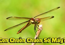 Con chuồn chuồn số mấy- Chuồn chuồn bay vào nhà là điềm gì? Con chuồn chuồn số mấy
